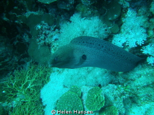 Moray eel by Helen Hansen 